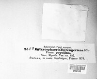 Botryosphaeria berengeriana image
